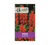 60 graines de sauge feu magique - plante vivace - salvia splendens - sauge éclatante