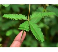 60 Graines De Sensitive