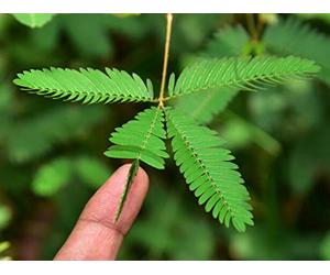 60 Graines de Sensitive - se replie quand on l'effleure - semences paysannes reproductibles - SemiSauvage