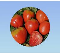 60 graines de tomate coeur de bœuf rouge, ancienne variété non-ogm, chair dense et savoureuse, idéale salade et farcir, culture facile