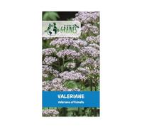 60 graines de valeriane officinale- verbena offininalis - plante aromatique - ornementale