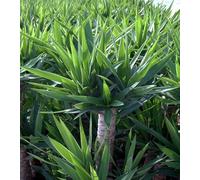 60 graines de yucca