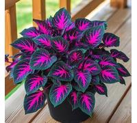 60 graines fraîches de plantes de caladium