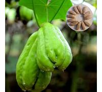 60 Pièces Graines de Chayote, Graines de Légumes Chayote Nutritives pour Le Potager et Jardin, Semences de Légumes Sechium Edule pour Plantation de Jardinage, Haute Germination