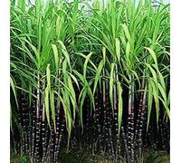 60 seeds of black sugar cane plants: Only Seeds