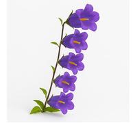 600 Graines de Campanule Carillon (Campanula medium) - SemiSauvage Permaculture - graines reproductibles