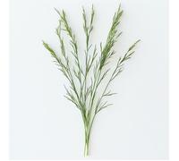 600 Graines de Canche des Champs (Artemisia absinthium) - SemiSauvage Permaculture