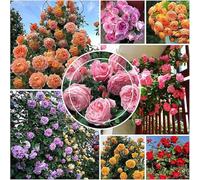 600 graines de roses grimpantes grimpant vigne graines de fleurs de rose Les roses de fleurs de rose prospèrent toute l'année