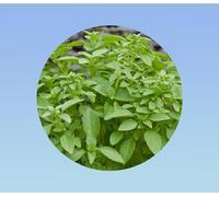 650 Graines de Basilic Citron - Basilic Lemon - Ocimum basilicum