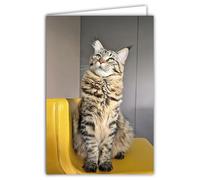 68-4019 Carte Photo Chat Animal Mignon Gentil Calme Repos Cocooning -Format fermé 17x11,5cm -Intérieur blanc pour écrire votre message -Livré avec une Enveloppe - Création et Fabrication Française