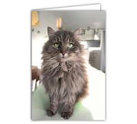 68-4021 Carte Photo Chat Animal Mignon Gentil Calme Repos Cocooning -Format fermé 17x11,5cm -Intérieur blanc pour écrire votre message -Livré avec une Enveloppe - Création et Fabrication Française