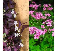 6pcs Oxalis Perenne Heirloom Luce bulbi Diventerà La Vostra Casa UN Affascinante Il Paesaggio è il Giardino Decorazioni Aggiungere Colore