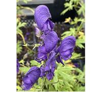 6x Aconit - Aconitum napellus | 9x9 cm pot