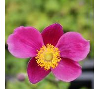 6x Anémone du Japon - Anemone hupehensis ‘Splendens’ - Godet 9x9cm