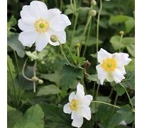 6x Anémone du Japon - Anemone hybrida ‘Honorine Jobert’ - Godet 9x9cm