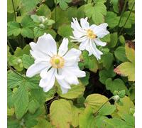 6x Anémone du Japon - Anemone hybrida ‘Whirlwind’ - Godet 9x9cm