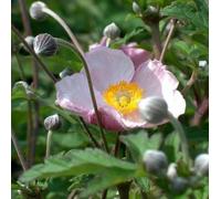6x Anémone du Japon - Anemone tomentosa ‘Robustissima’ - Godet 9x9cm