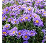 6x Aster des Alpes 'Dunkle Schöne' - Aster alpinus ‘Dunkle Schöne’ - Godet 9x9cm