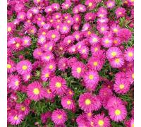 6x Aster grand d'automne - Aster novi-belgii ‘Crimson Brocade’ - Godet 9x9cm
