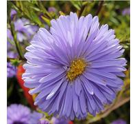 6x Aster grand d'automne - Aster novi-belgii ‘Marie Ballard’ - Godet 9x9cm