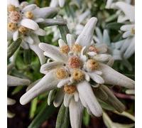 6x Edelweiss des Alpes - Leontopodium alpinum - Godet 9x9cm
