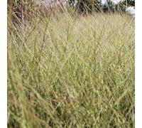 6x Eulalie 'Morning Light' - Miscanthus sinensis ‘Morning Light’ - Godet 9x9cm | Feuillage fin panaché, port léger
