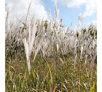 6x Eulalie 'Silberfeder' - Miscanthus sinensis ‘Silberfeder’ - Godet 9x9cm | Grandes panicules argentées, vigoureuse