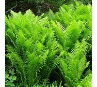 6x Fougère plume d'autruche - Matteuccia struthiopteris - Godet 9x9cm