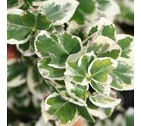 6x Fusain persistant 'Emerald Gaiety' - Euonymus fortunei 'Emerald Gaiety' - Godet 9x9cm