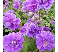 6x Géranium vivace de l'Himalaya - Geranium himalayense ‘Plenum’ - Godet 9x9cm
