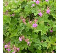 6x Géranium vivace rhizomateux - Geranium macrorrhizum ‘Czakor’ - Godet 9x9cm