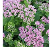 6x Grand Orpin d'automne 'Brillant' - Sedum remarquable 'Brillant' - Godet 9x9cm | Grandes fleurs roses, floraison automnale