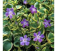 6x Grande pervenche 'Variegata' - Vinca major ‘Variegata’ - Godet 9x9cm