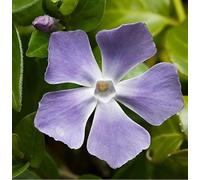 6x Grande pervenche - Vinca major - Godet 9x9 cm | Vivace persistante, fleurs bleues, idéale sous-bois