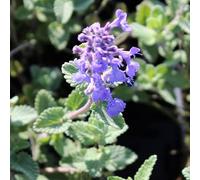 6x Herbe à chat - Nepeta faassenii - Godet 9x9cm | Couvre-sol parfumé, floraison bleue