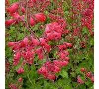 6x Heuchère 'Leuchtkaefer' - Heuchera sanguinea 'Leuchtkäfer' - Godet 9x9cm | Fleurs rouges vives, floraison longue