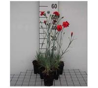 6x Œillet d'Inde - Dianthus (p) 'David' | 9x9 cm pot