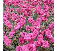 6x Œillet mignardise 'Heidi' - Dianthus Plumarius ‘Heidi’ - Godet 9x9cm