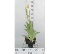 6x Iris barbu - Iris (germ.) 'Ola Kala' | 9x9 cm pot