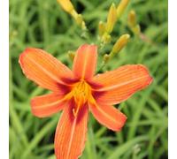 6x Lis d’un jour 'Rajah' - Hemerocallis 'Rajah' - Godet 9x9cm | Grandes fleurs rouge-orangé, très vigoureux