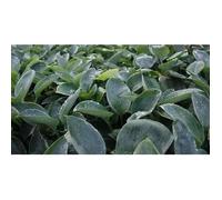 6x Lys - Hosta hybr. 'Blue Mammoth' | 9x9 cm pot