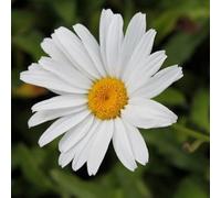 6x Marguerite 'Alaska' - Leucanthemum 'Alaska' - Godet 9x9cm | Grandes fleurs blanches, floraison estivale