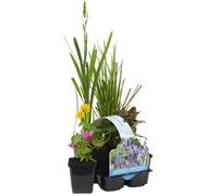 6x Mélange de plantes fleuries pour bassin