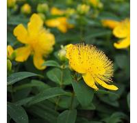 6x Millepertuis du Mont Olympe - Hypericum olympicum - Godet 9x9cm | Fleurs jaunes lumineuses, port compact