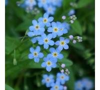 6x Myosotis des Alpes - Myosotis sylvatica ‘Indigo Blue’ - Godet 9x9cm | Floraison bleue, idéale rocailles