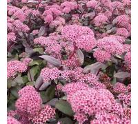 6x Orpin 'Purple Emperor' - Sedum 'Purple Emperor' - Godet 9x9cm | Feuillage pourpre, fleurs roses