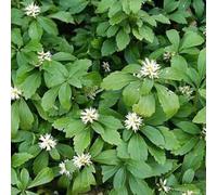6x Pachysandra terminalis 'Green Carpet' - Pachysandra terminalis 'Green Carpet' - Godet 9x9cm