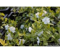 6x Palmier nain blanc - Vinca Minor 'Alba' | 9x9 cm pot