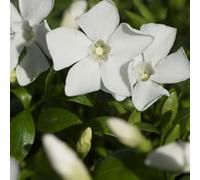 6x Petite pervenche 'Gertrude Jekyll' - Vinca minor - Godet 9x9 cm | Fleurs blanches, feuillage persistant décoratif