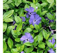 6x Petite pervenche - Vinca minor - Godet 9x9 cm | Vivace rampante, persistante, fleurs bleues